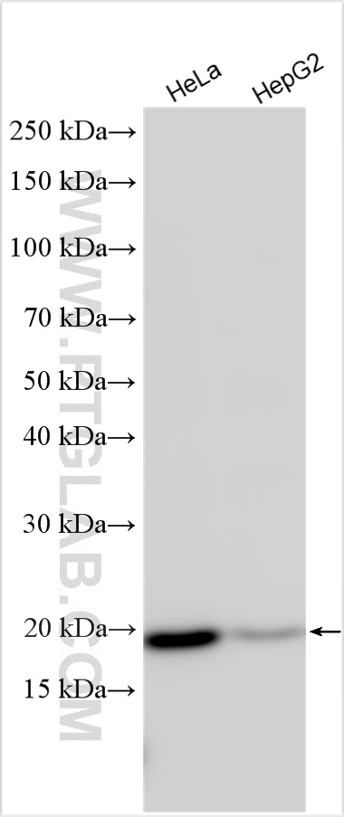 WB analysis using 19832-1-AP