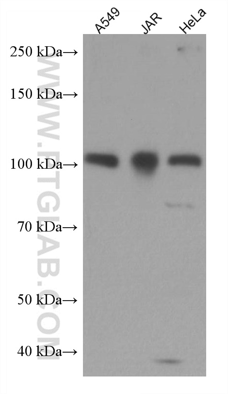 WB analysis using 67481-1-Ig