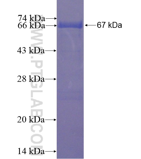 FURIN fusion protein Ag13261 SDS-PAGE