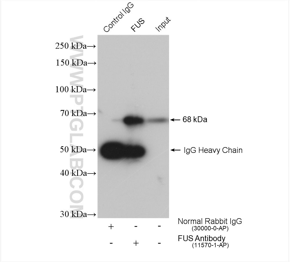 IP experiment of K-562 using 11570-1-AP