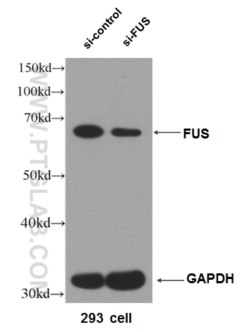 WB analysis of HEK-293 using 11570-1-AP