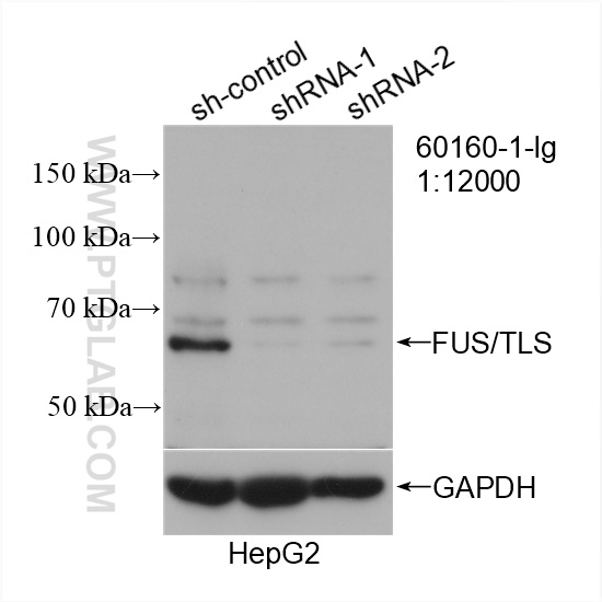 WB analysis of HepG2 using 60160-1-Ig