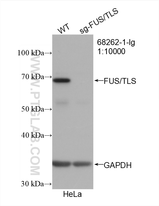 WB analysis of HeLa using 68262-1-Ig (same clone as 68262-1-PBS)