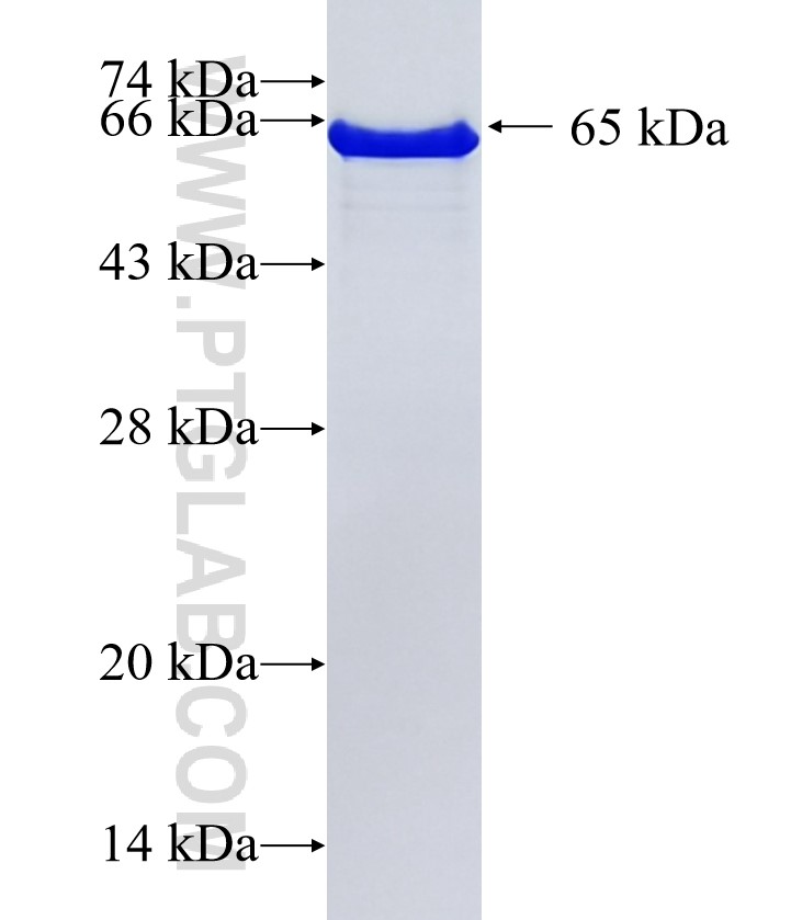 FUS/TLS fusion protein Ag2150 SDS-PAGE