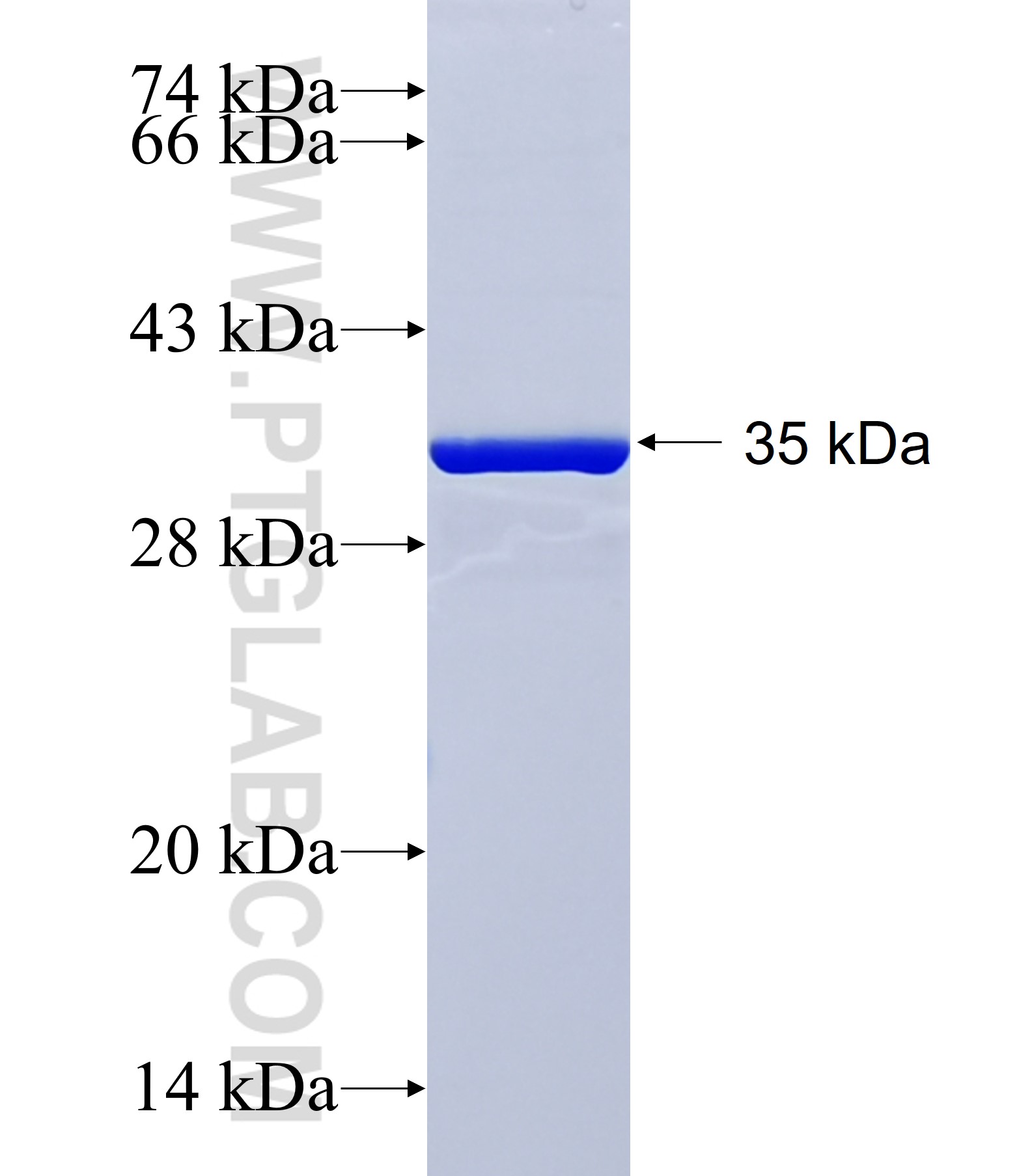 FUSIP1 fusion protein Ag40422 SDS-PAGE FUSIP1 fusion protein Ag40422 SDS-PAGE