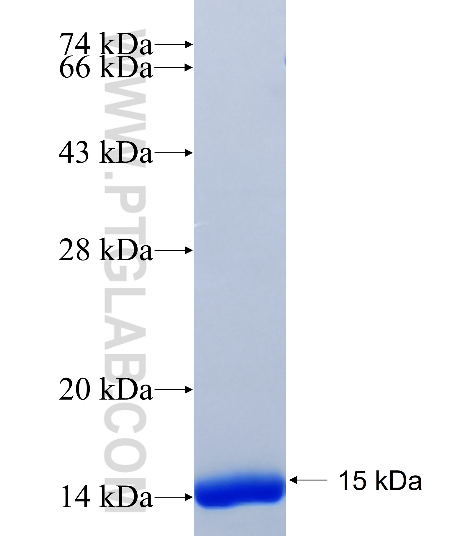 FUSIP1 fusion protein Ag40852 SDS-PAGE FUSIP1 fusion protein Ag40852 SDS-PAGE