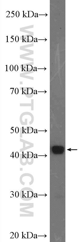 WB analysis of HepG2 using 17956-1-AP