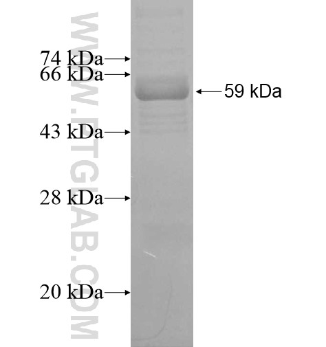 FUT1 fusion protein Ag12450 SDS-PAGE