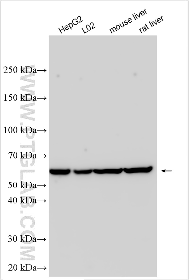 WB analysis using 17175-1-AP
