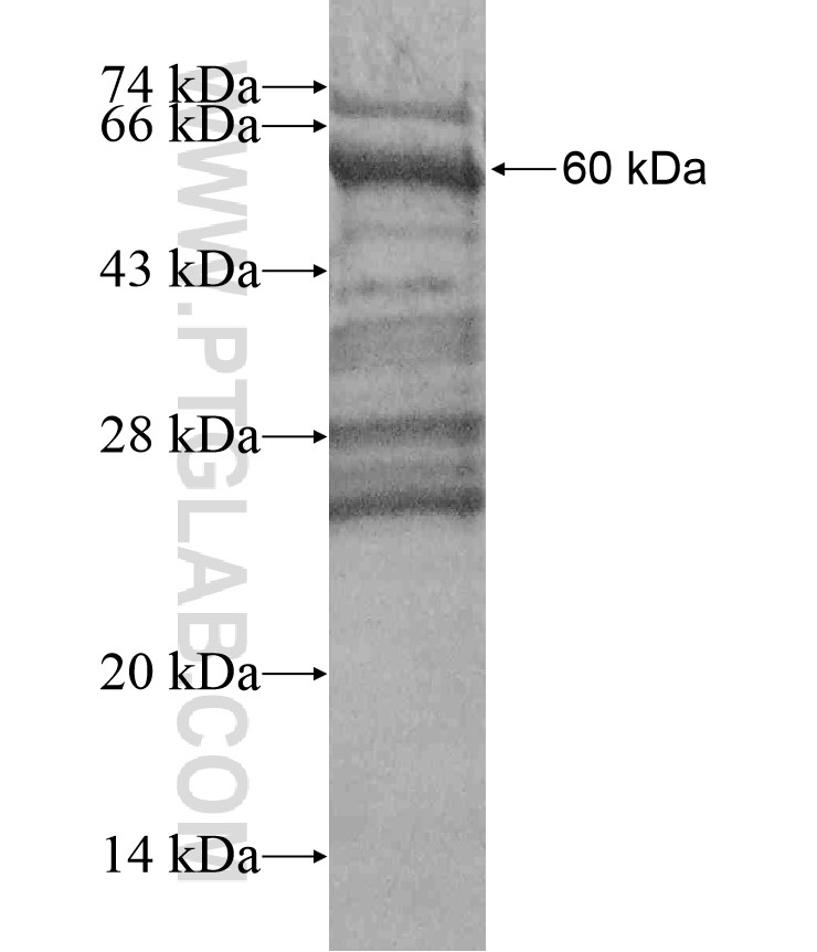 FUT4 fusion protein Ag17565 SDS-PAGE