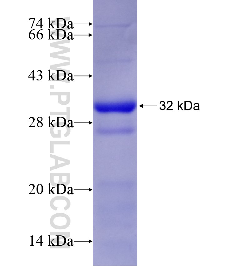 FUT4 fusion protein Ag17695 SDS-PAGE