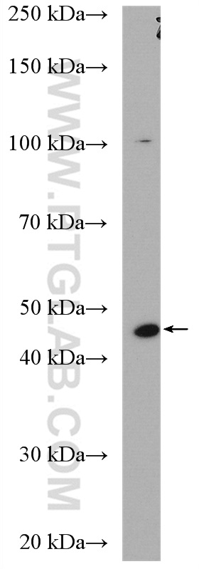 WB analysis of A549 using 18197-1-AP