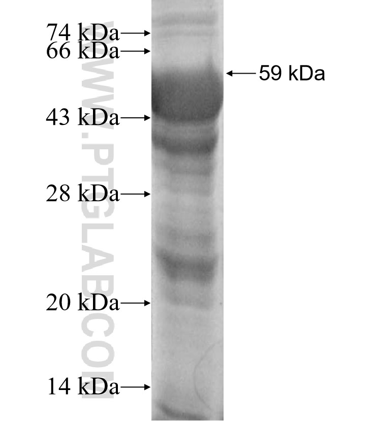 FUT8 fusion protein Ag3280 SDS-PAGE