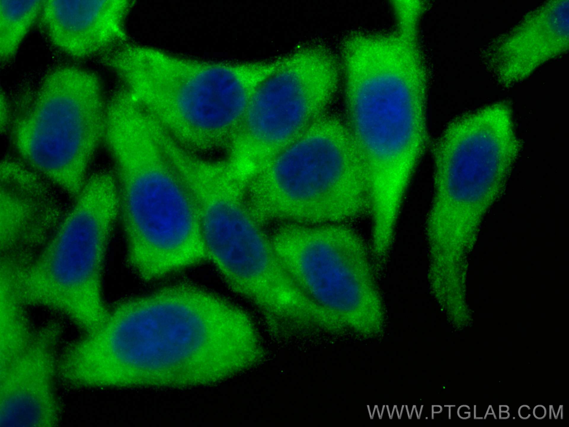 IF Staining of HepG2 using 12552-1-AP