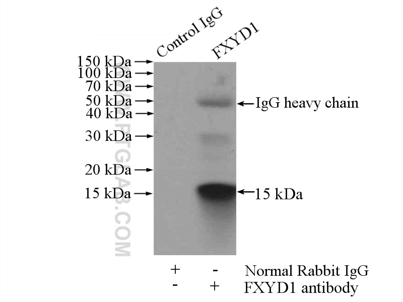 IP experiment of mouse heart using 13721-1-AP