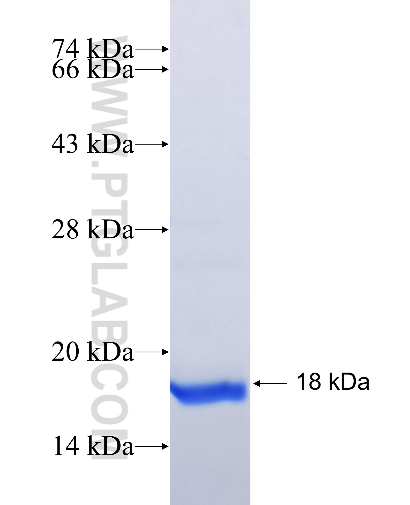 FXYD1 fusion protein Ag25307 SDS-PAGE