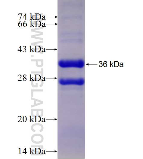 FXYD1 fusion protein Ag4669 SDS-PAGE