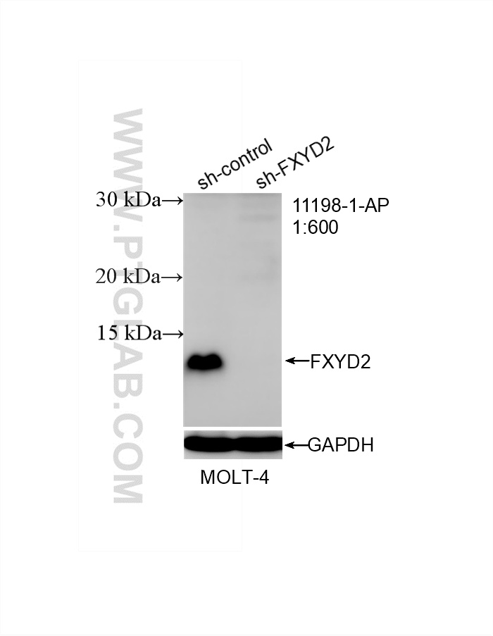 WB result of FXYD2 antibody (11198-1-AP; 1:600; incubated at room temperature for 1.5 hours) with sh-Control and sh-FXYD2 transfected MOLT-4 cells. WB analysis of MOLT-4 using 11198-1-AP