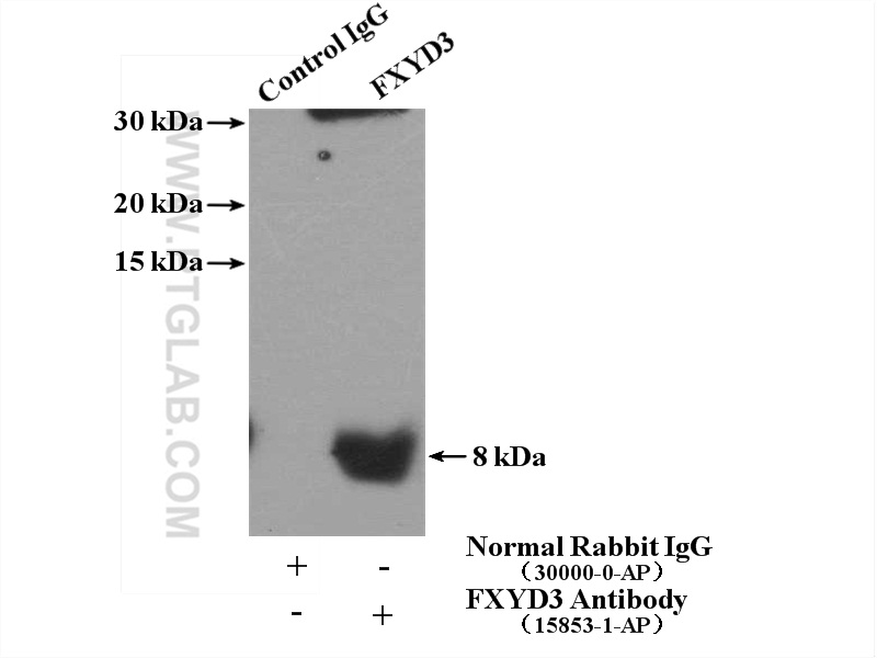 IP experiment of COLO 320 using 15853-1-AP