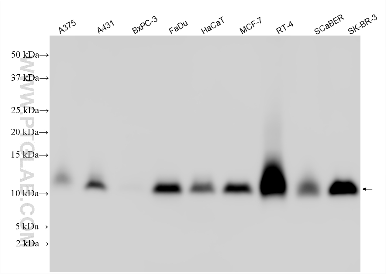 Various lysates were subjected to SDS PAGE followed by western blot with 15853-1-AP (FXYD3 antibody) at dilution of 1:1000 incubated at room temperature for 1.5 hours. WB analysis using 15853-1-AP