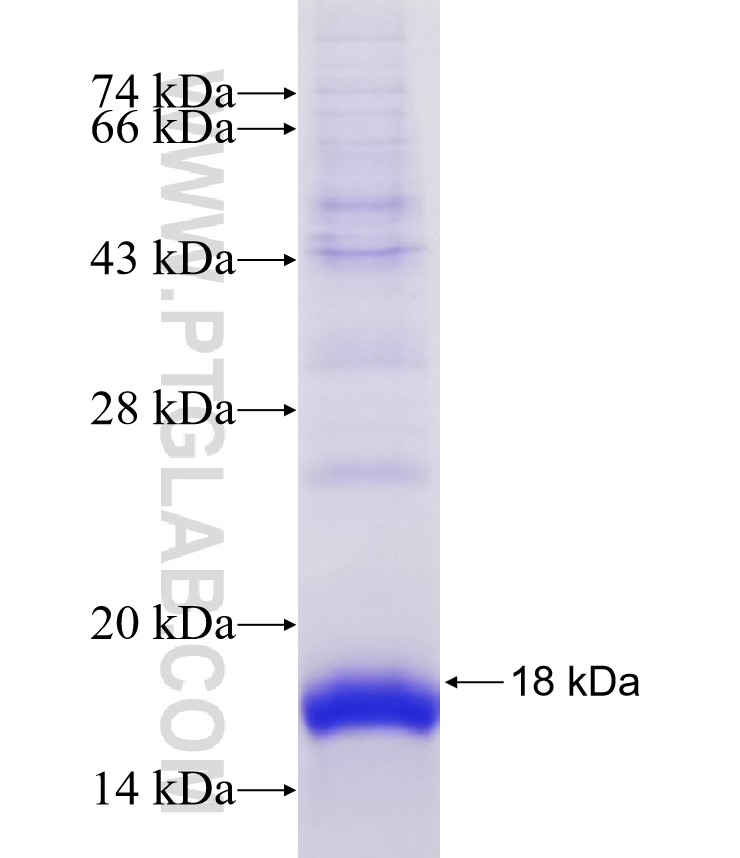 FXYD3 fusion protein Ag8688 SDS-PAGE FXYD3 fusion protein Ag8688 SDS-PAGE