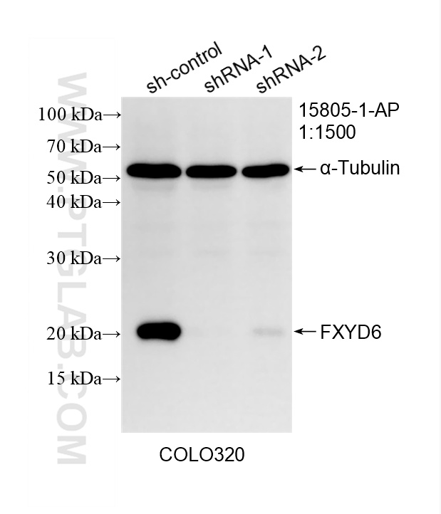 WB result of FXYD6 antibody (15805-1-AP; 1:1500; incubated at room temperature for 1.5 hours) with sh-Control and sh-FXYD6 transfected COLO 320 cells. WB analysis of COLO 320 using 15805-1-AP