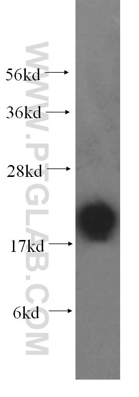 FXYD6 Polyclonal antibody