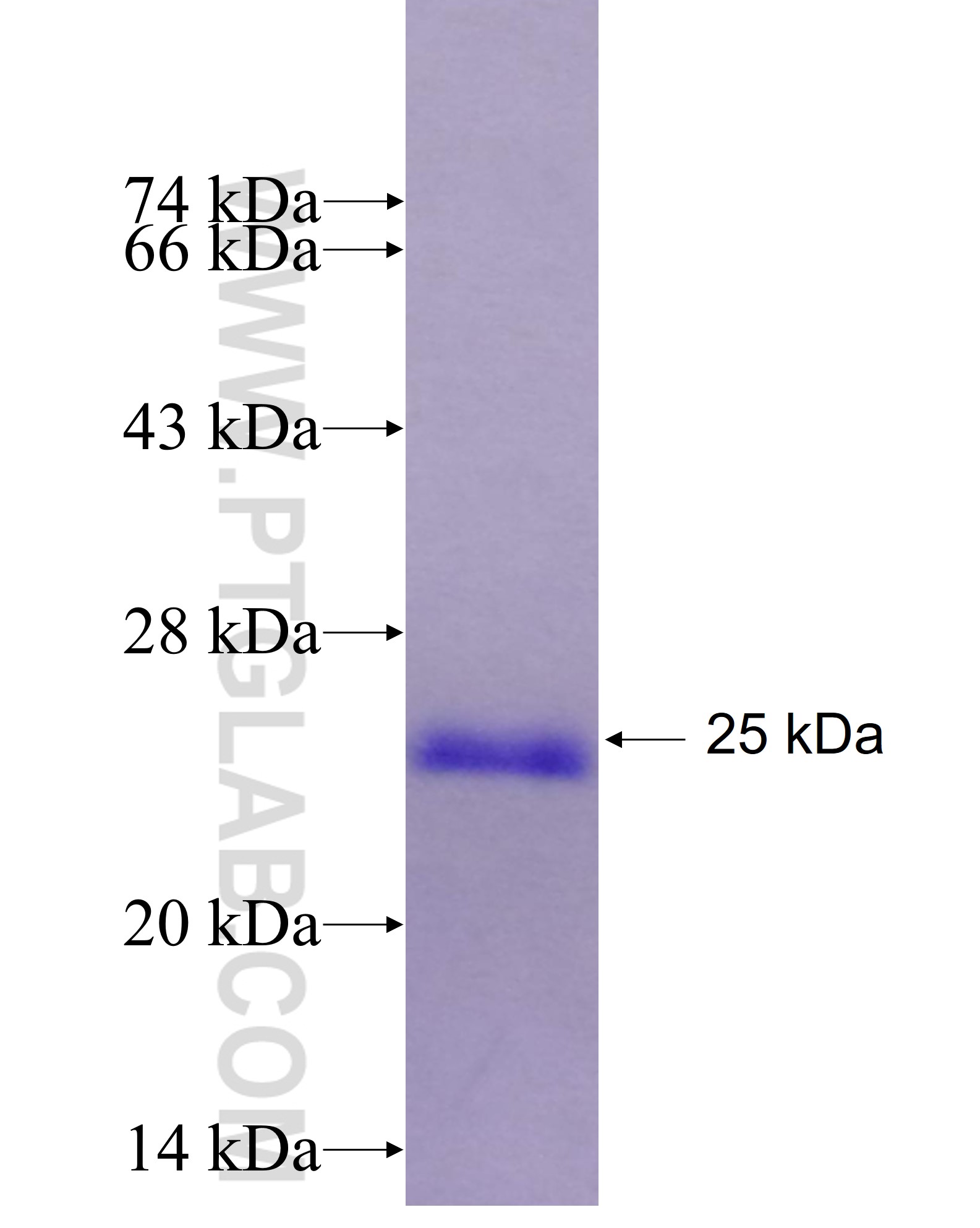 FXYD7 fusion protein Ag28434 SDS-PAGE