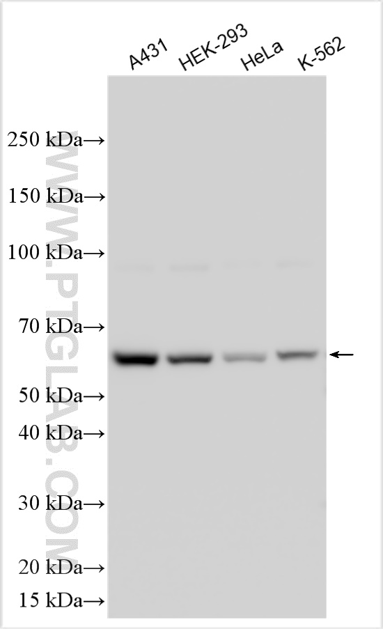 WB analysis using 17237-1-AP