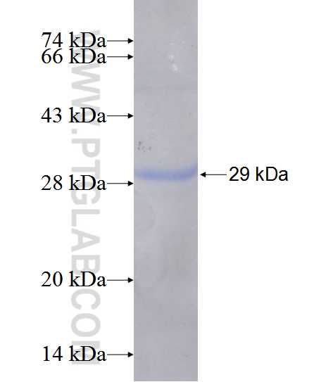 FZD10 fusion protein Ag12724 SDS-PAGE FZD10 fusion protein Ag12724 SDS-PAGE