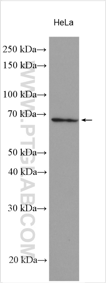 WB analysis using 13865-1-AP