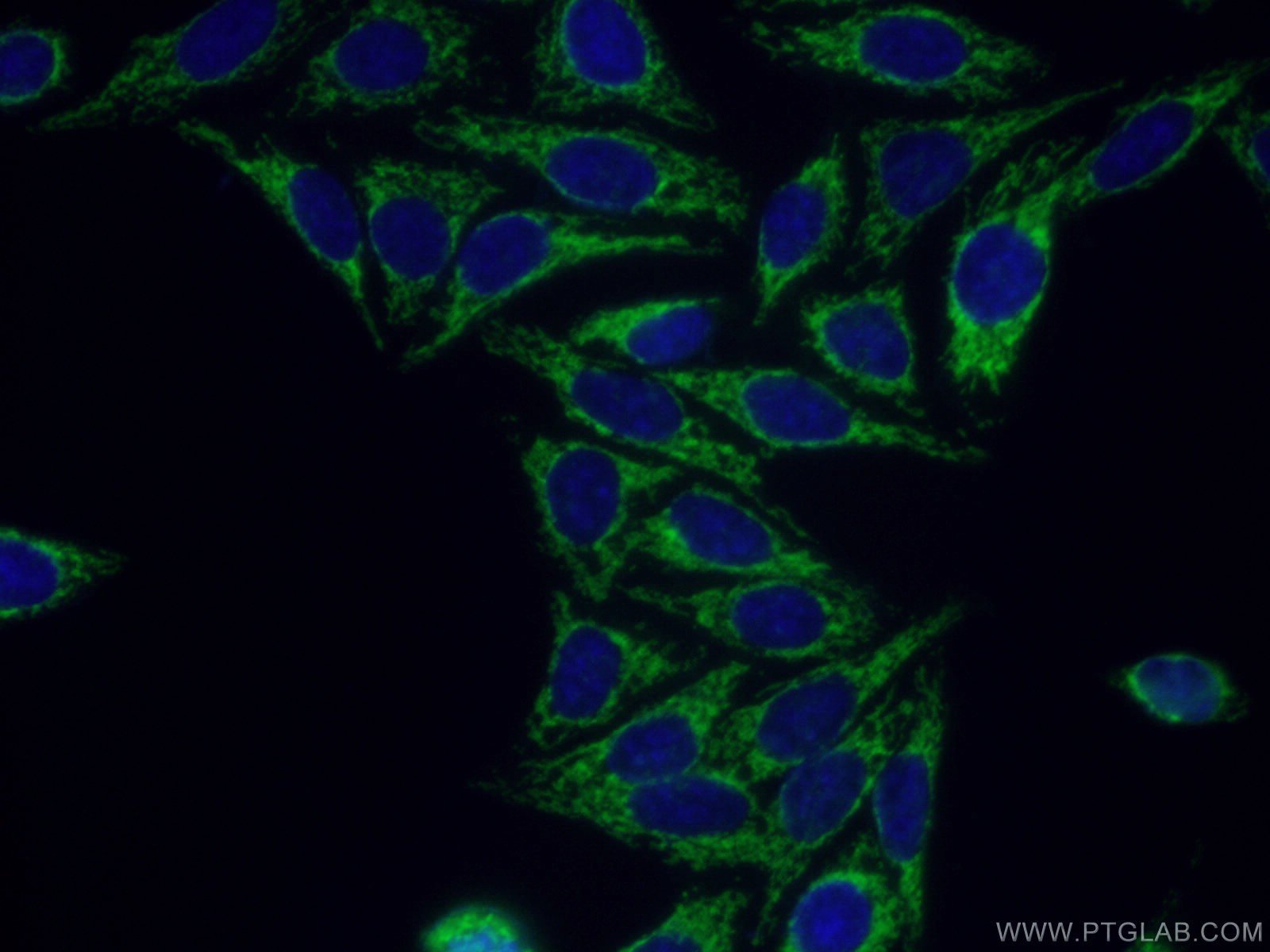 IF Staining of HepG2 using 16368-1-AP