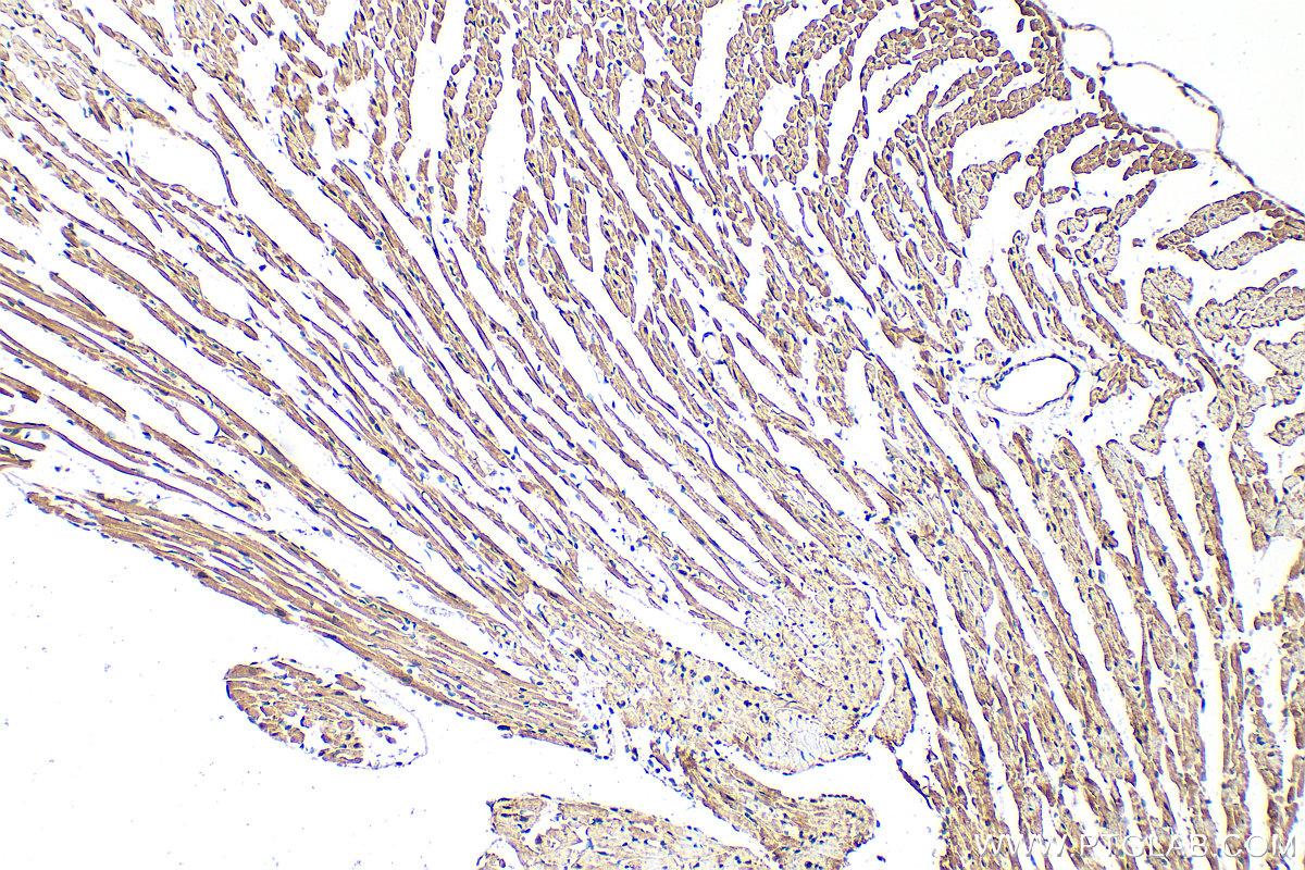 IHC staining of mouse heart using 16368-1-AP