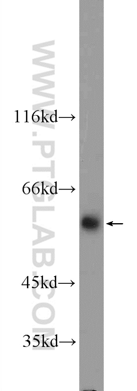 FZR1/Cdh1 Polyclonal antibody