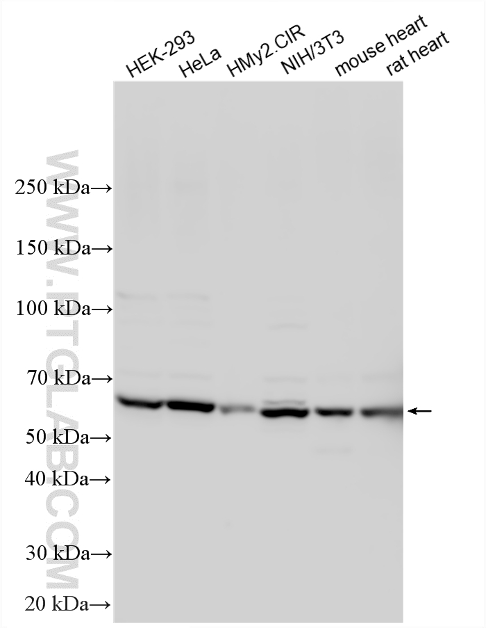 WB analysis using 16368-1-AP