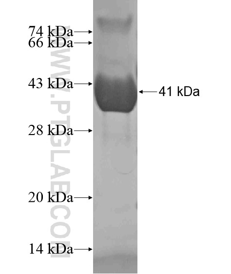 Fabp4 fusion protein Ag20583 SDS-PAGE