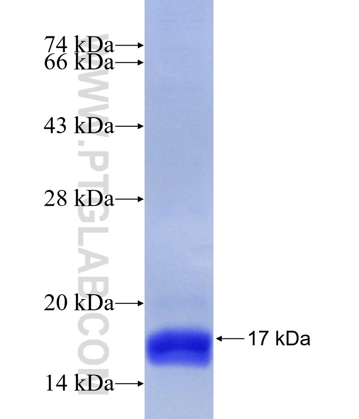 Fabp4 fusion protein Ag17510 SDS-PAGE