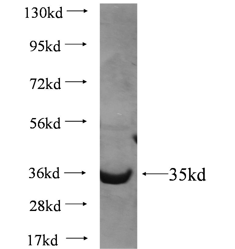 Fabp4 fusion protein Ag3912 SDS-PAGE