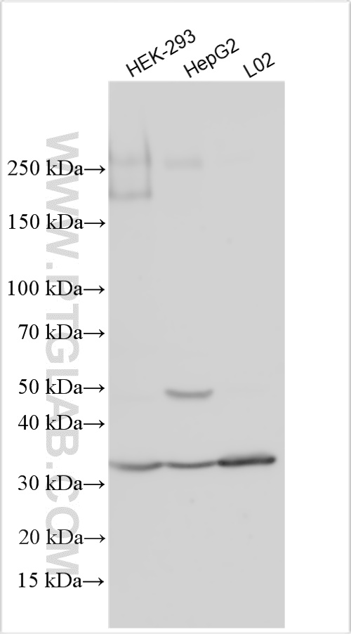 Factor IX/PTC