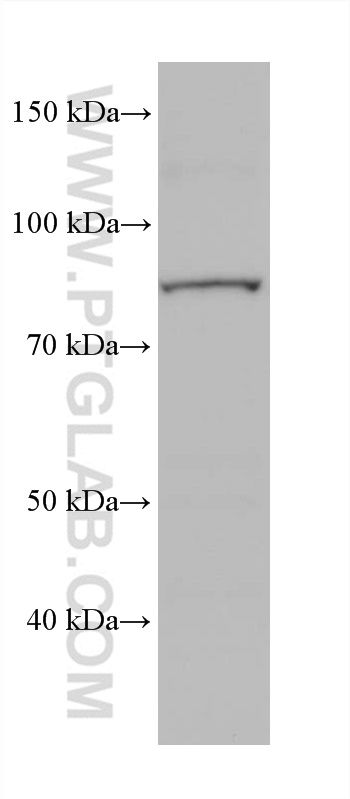 WB analysis of rabbit large intestine using 66325-1-Ig
