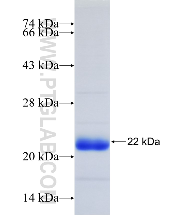 Fas/CD95 fusion protein Ag34580 SDS-PAGE Fas/CD95 fusion protein Ag34580 SDS-PAGE