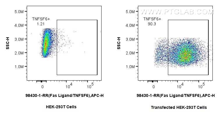 FC experiment of Transfected HEK-293T using 98430-1-RR (same clone as 98430-1-PBS)
