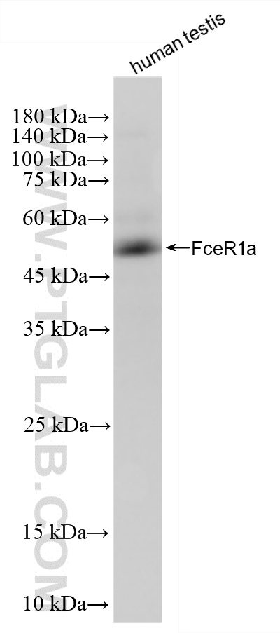 WB analysis of human testis using 84662-4-RR (same clone as 84662-4-PBS) WB analysis of human testis using 84662-4-RR (same clone as 84662-4-PBS)