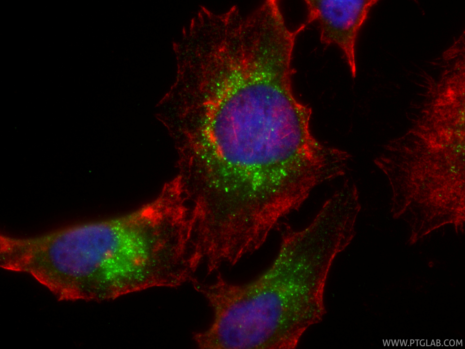 Immunofluorescent analysis of (-20°C Ethanol) fixed HeLa cells using Ferritin heavy chain antibody (83428-1-RR, Clone: 230312F3 ) at dilution of 1:400 and CoraLite®488-Conjugated Goat Anti-Rabbit IgG(H+L) (<a class='green' href='/productredirect?CatalogNo=SA00013-2' target='_blank'>SA00013-2</a>), CL594-phalloidin (red). IF Staining of HeLa using 83428-1-RR