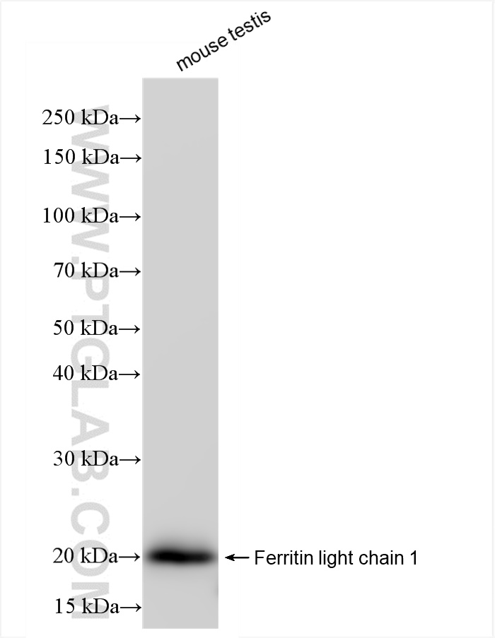 WB analysis of mouse testis using 84731-7-RR (same clone as 84731-7-PBS)