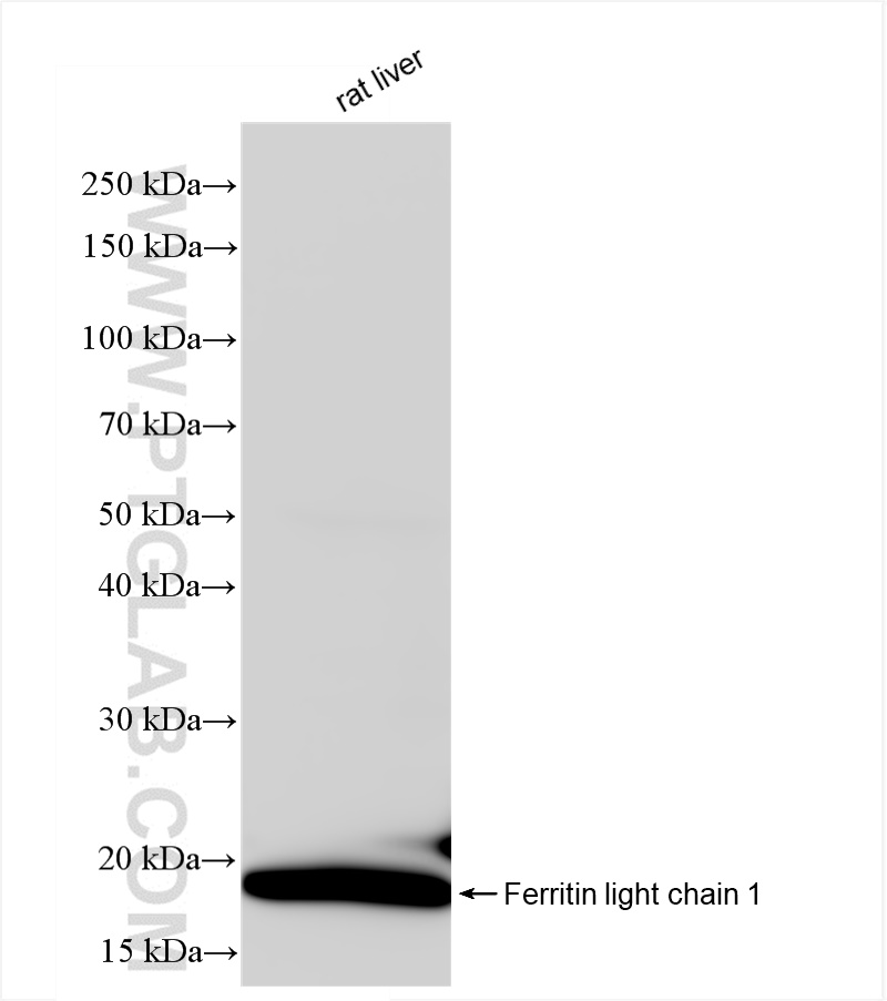 WB analysis of rat liver using 84731-7-RR (same clone as 84731-7-PBS)