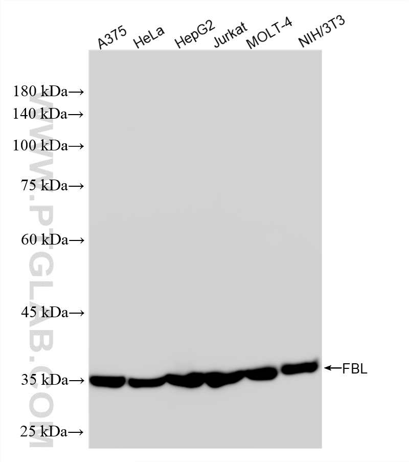 WB analysis using 87432-2-RR (same clone as 87432-2-PBS) WB analysis using 87432-2-RR (same clone as 87432-2-PBS)