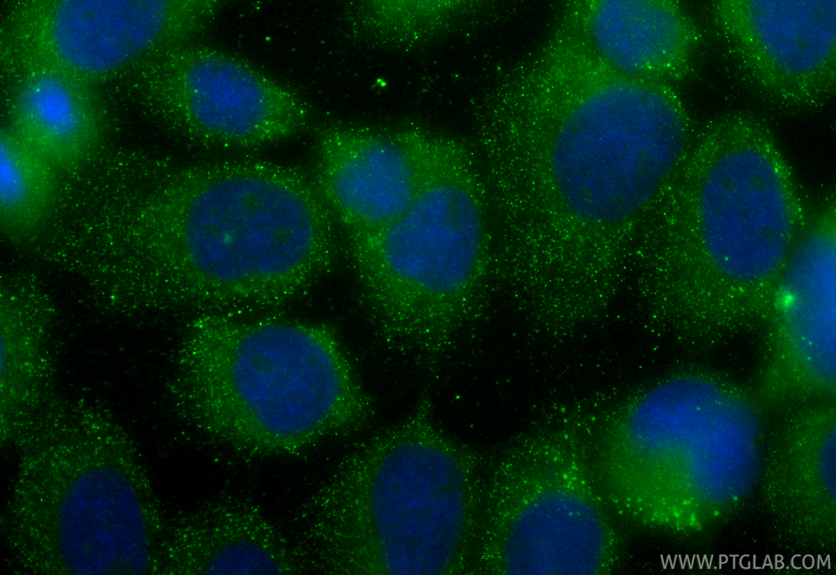 IF Staining of A431 using CL488-26935
