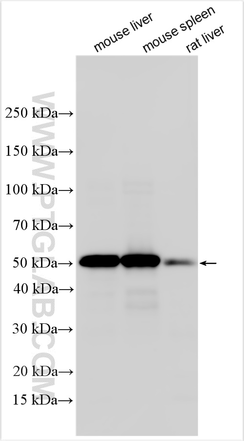 WB analysis using 32404-1-AP