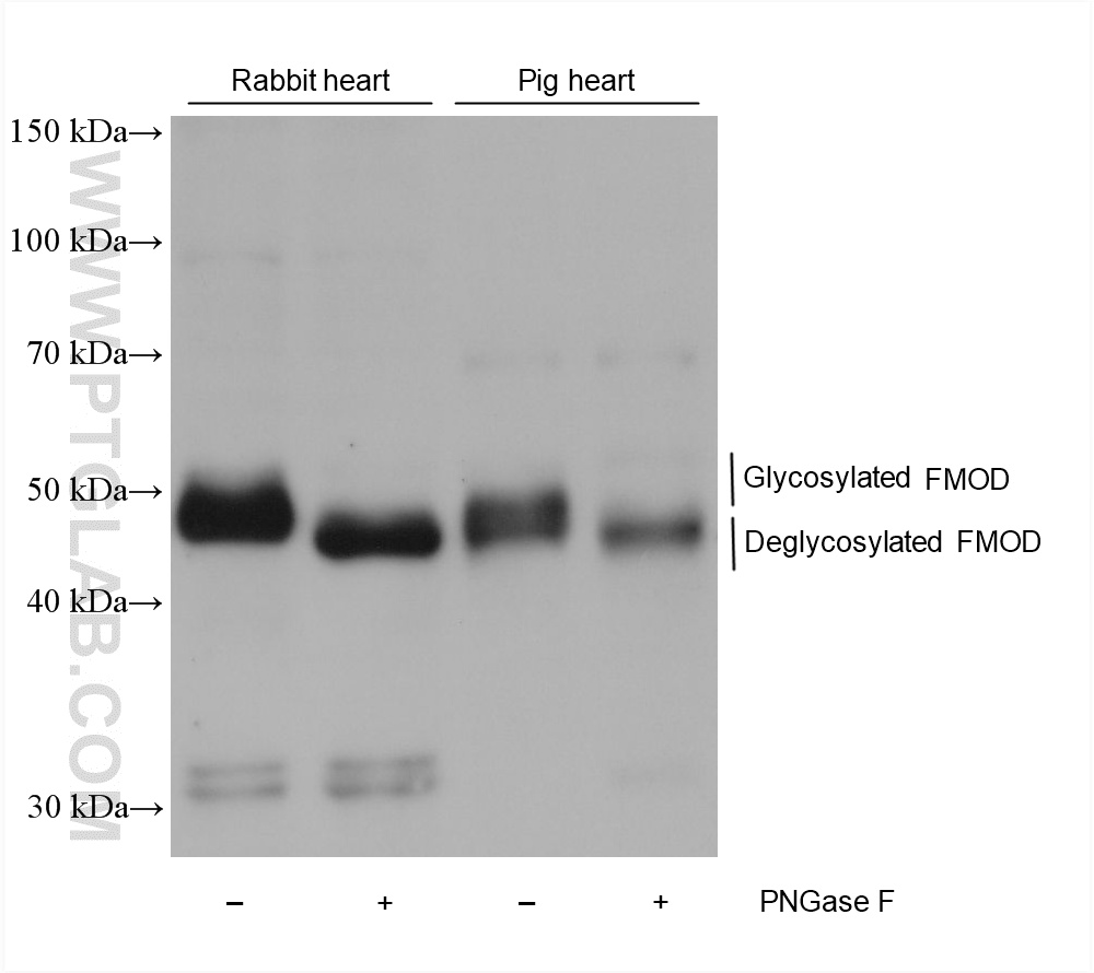 WB analysis using 60108-2-Ig WB analysis using 60108-2-Ig
